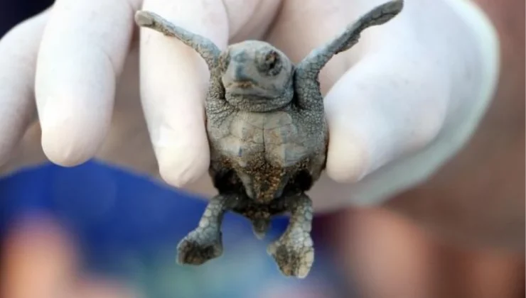 Antalya’da Caretta Caretta Yavru Sayısı İki Kat Arttı