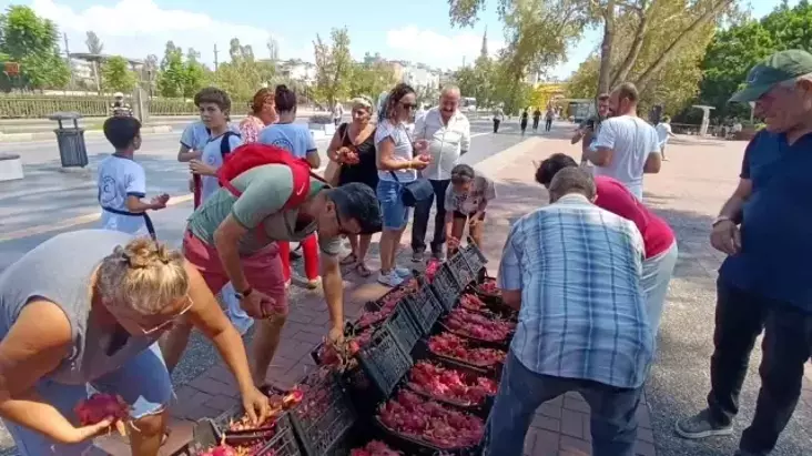 Antalya’da Ejder Meyvesi Üreticisi Fiyat Protestosu Yaptı