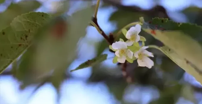 Akseki’de Kiraz Ağaçları Erken Çiçek Açtı