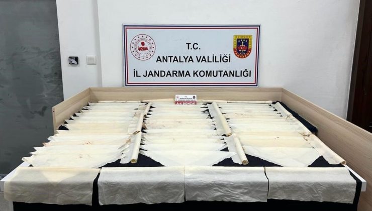 Antalya’da Uyuşturucu Operasyonu: 2 Bin 560 Adet Sentetik Bonzai Ele Geçirildi