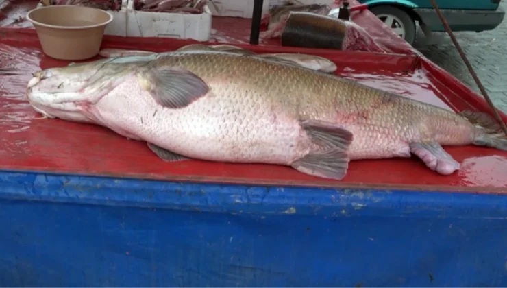 Erzincanlı vatandaş olta ile 110 kilogramlık turna balığı yakaladı