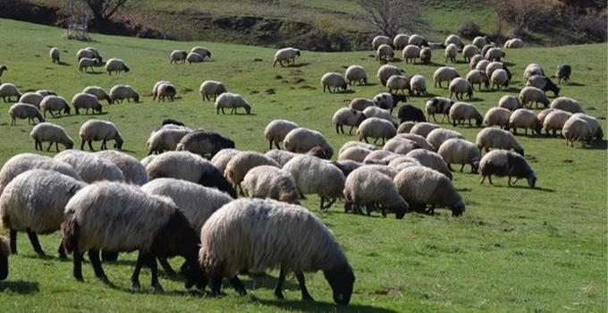 100 bin lira maaşla çoban bulunamıyor! Mülteciler için devlete çağrı yaptı
