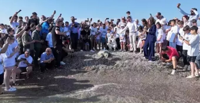 Antalya Sahilinde Caretta Caretta Kaplumbağaları Denize Salındı