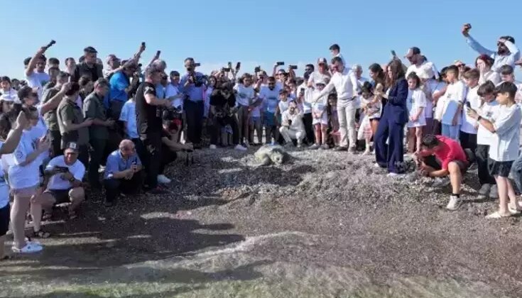 Antalya Sahilinde Caretta Caretta Kaplumbağaları Denize Salındı