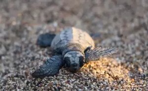 Çıralı Sahilinde Deniz Kaplumbağalarının Yavruları Denize Ulaştı