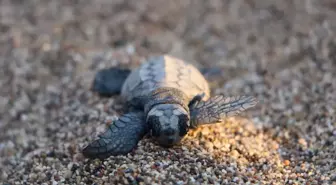 Çıralı Sahilinde Deniz Kaplumbağalarının Yavruları Denize Ulaştı