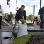 Manavgat'ta bulunan Zeytinyağı Fabrikaları, üreticilere 140 milyon lira destek sağlıyor.