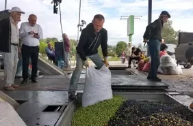 Manavgat'ta bulunan Zeytinyağı Fabrikaları, üreticilere 140 milyon lira destek sağlıyor.