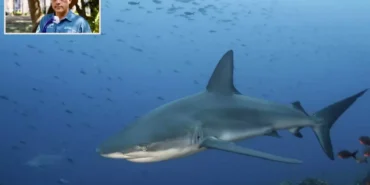 Deniz biyoloğu Hoyos, köpekbalığı saldırısından sağ kurtuldu ve deneyimini paylaştı